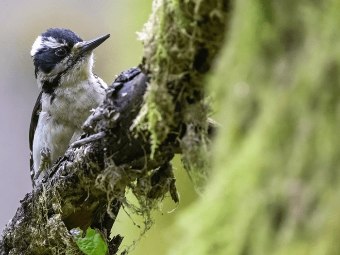 Virtual birdwatching sessions