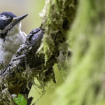 Virtual birdwatching sessions